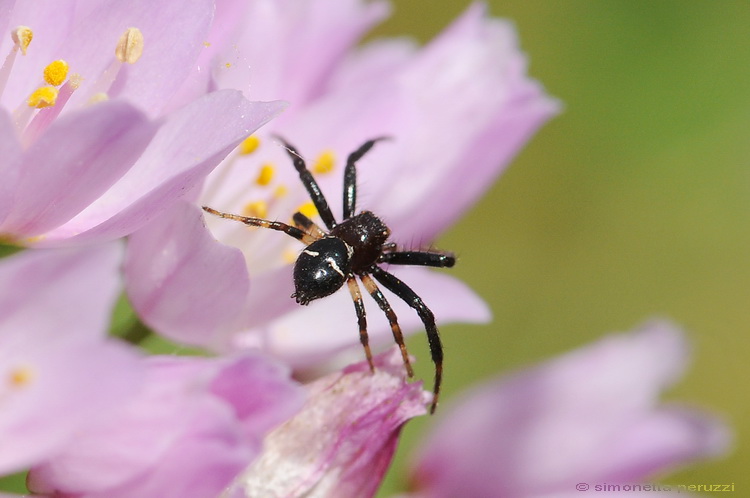 Synaema globosum